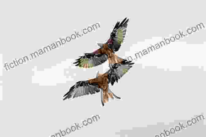 A Majestic Red Kite Soaring Through The Sky Red Kites Apples And Blood Cells: Imaginative Relaxations For Lively Kids