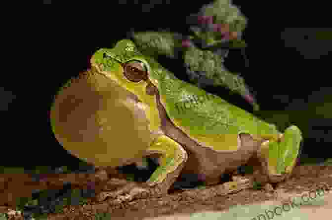 A Male White Tree Frog Calling To Attract A Mate, Its Vocal Sac Inflated White S Tree Frogs : Complete Owners Guide Acquisition Cost Care Proper Care Proper Health And Diet Of Your Amazing Pet