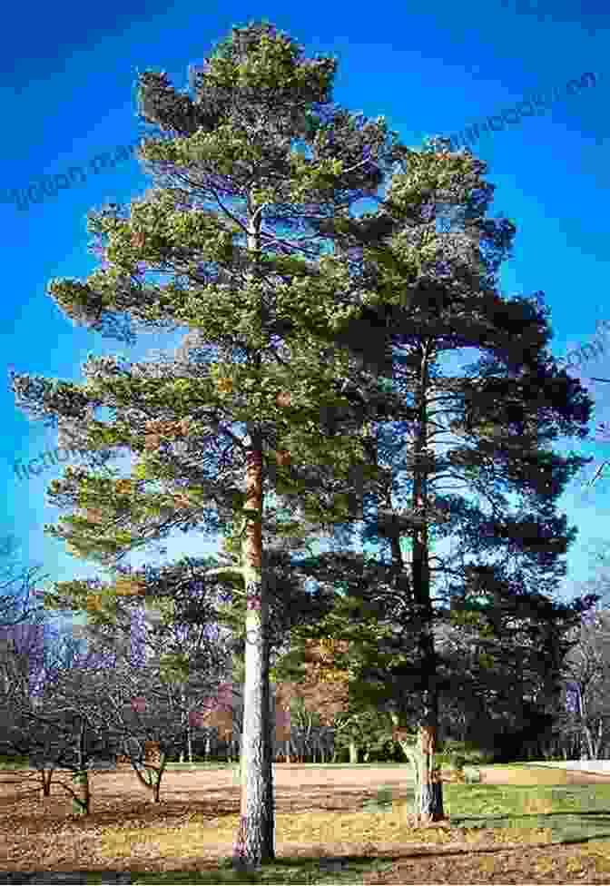 A Mature Pine Tree From Cone To Pine Tree (Start To Finish Second Series)
