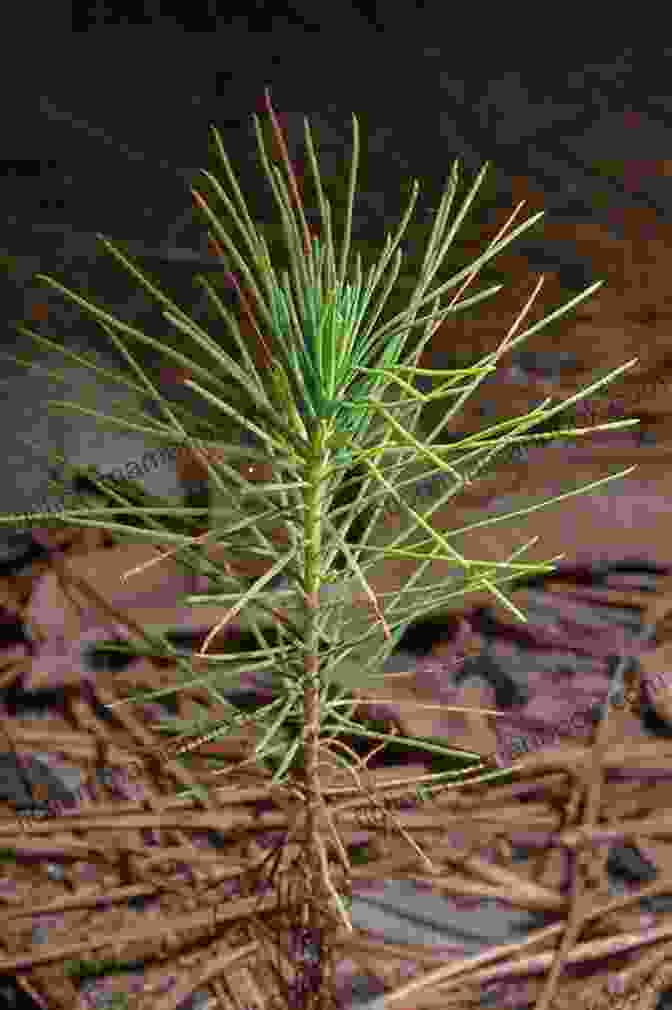 A Pine Seedling Emerging From Cone To Pine Tree (Start To Finish Second Series)