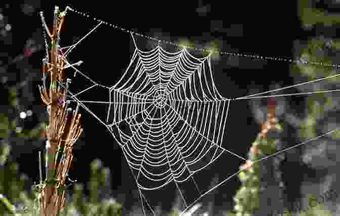 A Spider's Intricate, Gravity Defying Web, A Testament To The Strength And Adaptability Of Silk. Flights Of Fancy: Defying Gravity By Design And Evolution