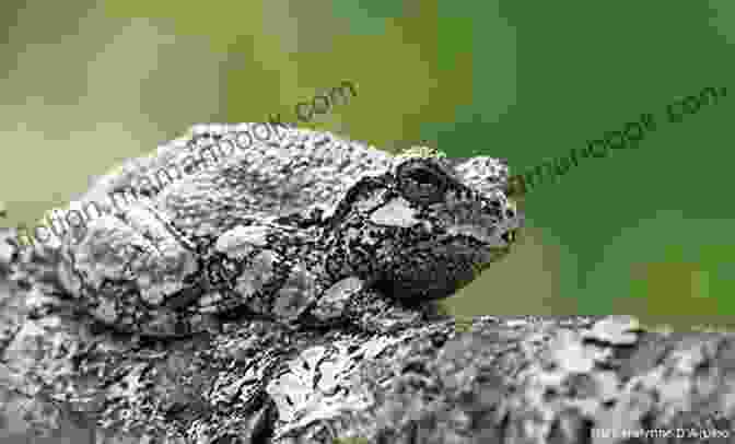 A White Tree Frog Camouflaged On A Tree Trunk, Blending In Seamlessly With The Lichen Covered Bark White S Tree Frogs : Complete Owners Guide Acquisition Cost Care Proper Care Proper Health And Diet Of Your Amazing Pet