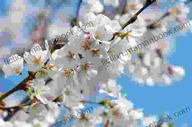 Close Up Of A Cherry Blossom Branch In Full Bloom,象征着 The Delicate Beauty Of Nature Captured In Haiku Haiku For Your Soul Issue 13