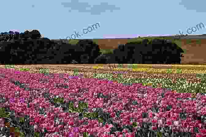 Field Of Blooming Tulips In Small Town Her Unexpected Roommate: A Small Town Sweet Romance (Bulbs Blossoms And Bouquets 1)