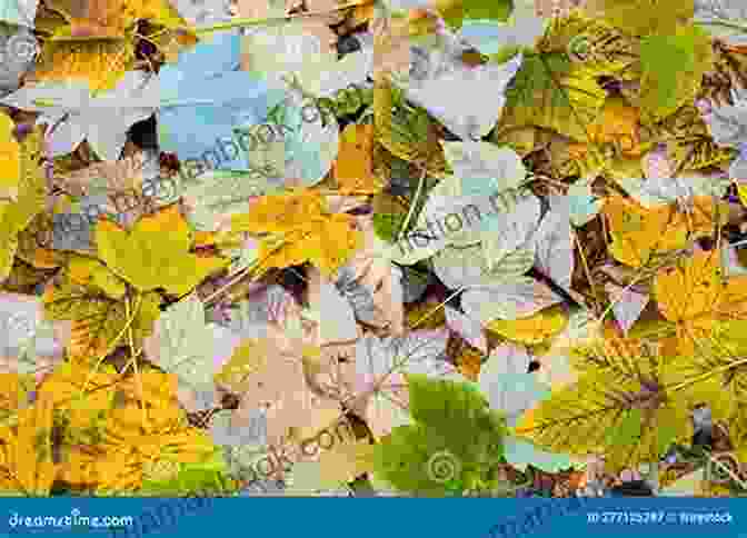 Vibrant Autumn Leaves Scattered Across The Ground, Symbolizing The Beauty Of The Changing Seasons Haiku For Your Soul Issue 13