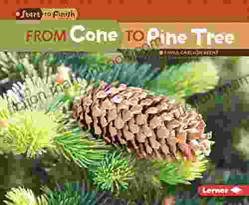 From Cone To Pine Tree (Start To Finish Second Series)